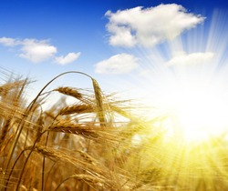golden barley with sunny sky