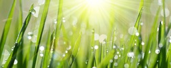 Lush green blades of grass with transparent water drops on meadow close up. Fresh morning dew at sunrise. Panoramic spring nature background. 