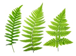 Set of green fern leaves isolated on white background