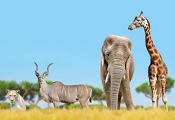 African elephant, giraffe, kudu and lion on the savannah.