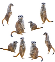 Meerkats isolated on white background