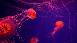 Beautiful jellyfish moving through the water neon lights