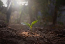 Growing plant,Young plant in the morning light on ground background, New life concept.Small plants on the ground in spring.fresh,seed,Photo fresh and Agriculture concept idea.