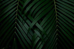 Green leaves background.Green leaves with copy space.They are color tone dark in the morning.Tropical Plant in Thailand,environment,good air,fresh.photo concept nature and plant.
