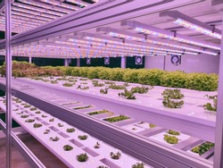 Vegetables are growing in indoor farm/vertical farm. Plants on vertical farms grow with led lights. Vertical farming is sustainable agriculture for future food.