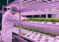 Vertical farm(indoor farm) researcher takes care of vegetables growing on vertical farm. Vertical farming is sustainable agriculture for future food.