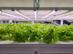 Vegetables are growing in indoor farm(vertical farm). Vertical farming is sustainable agriculture for future food and used for plant vaccine.