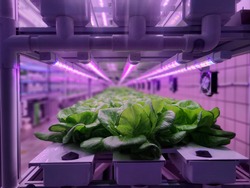 Vegetables are growing in indoor farm(vertical farm). Plants on vertical farms grow with led lights. Vertical farming is sustainable agriculture for future food and used for plant vaccine.