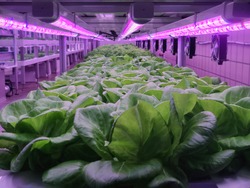 Vegetables are growing in indoor farm(vertical farm). Plants on vertical farms grow with led lights. Vertical farming is sustainable agriculture for future food and used for plant vaccine.