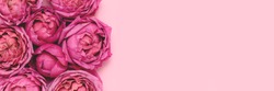 Banner with pink rose flower texture. Springtime background with copyspace. 
