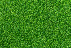 Green grass background texture .top view.
