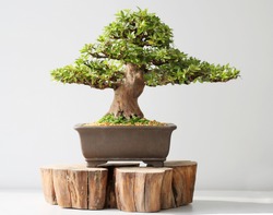 summer bonsai azalea tree