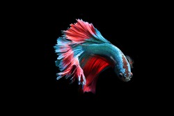 Blue fighting fish on a black background.