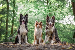 Two border collies and a sheltie sitting in the forest and looking at the camera