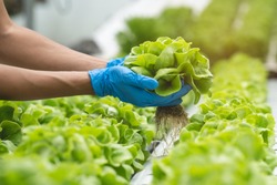 close up view hands of farmer picking lettuce in hydroponic greenhouse.