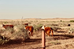 Brown white cows running ranch field West Texas