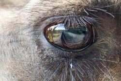 Macro photo of eye wild bactarian camel from side, Camelus ferus