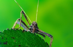 Brown stick bug, walking insect, phasmatodea standing on leaf with blured background. Macro animal photo