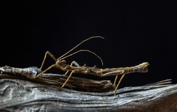 Brown stick bug, walking insect, phasmatodea standing on wood with black background. Macro photo 