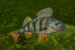 Fishing. Live perch fish isolated on natural green background