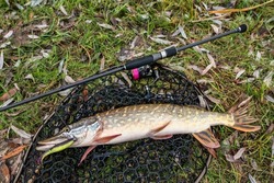 Pike fishing. Caught muskellunge fish with angling spinning tackle on landing net