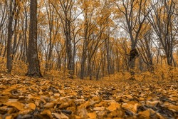 Autumn yellow forest. Dry colofuul leaves fall on ground. Autumnal landscape