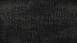Grunge. Burned wood texture. Black background