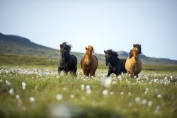 Icelandic horses. The Icelandic horse is a breed of horse developed in Iceland. Although the horses are small, at times pony-sized, most registries for the Icelandic refer to it as a horse.