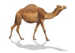 camel waling isolated on white background with clipping path include shadow