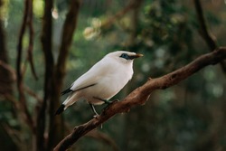 Leucopsar rothschildi or Bali myna sitting on a tree branch with sunshine pouring overhead. Close up of a tropical bird in natural conditions.