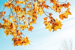 Autumn orange and yellow leaves frame against blue sky. Seasonal autumn or fall background,copy space