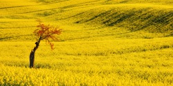 Rapeseed yellow field and cherry blossom. Spring flowering tree against a background of a hill with yellow rapeseed. South Moravia. Czech Republic.