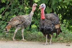 Colorful feathered turkeys on the side of the road near Luang Prabang, Laos.