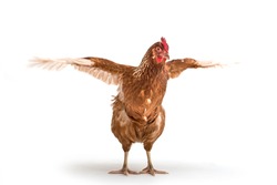 Isolated image of a brown chicken with open wings