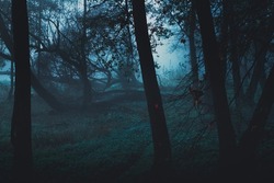 Fairytale forest with alien glow. Night street light. Mystical forest. Fairy tale road. Mysterious morning park. Mystery walk. Fog in a dreamy park. Background wallpaper.