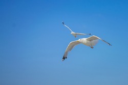 Two seagulls are flying against the blue sky. Seabirds gracefully spoil in the air.