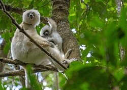 ENDANGERED SILKY SIFAKA IN THE RAIN FOREST OF MADAGASCAR