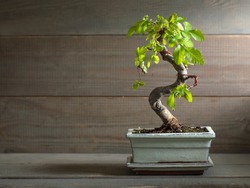 miniature bonsai tree Chinese elm.  