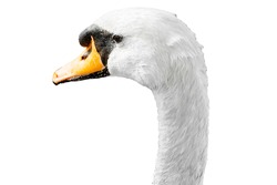 Closeup to white swan bird head isolated on white background