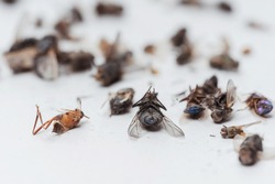 Dead dried insects from a night light lamp on a white background. Flies, cockroaches, beetles and wasps on a white background. Texture of dried flying insects