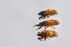 cicada on a white background. moulting cicada carapace. protective shell of the cicada