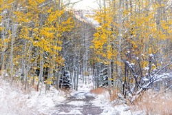 Forest yellow trees and path in snow in Aspen, Colorado USA maroon bells mountains in October 2019 and vibrant foliage autumn along road