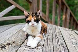 Old senior calico cat lying down on wooden deck terrace patio in outdoor garden of house on floor looking at camera