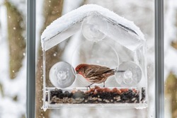 One male red house finch bird inside perched on plastic glass window feeder during heavy winter snow colorful in Virginia snow flakes falling