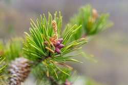 Evergreen coniferous trees cedar pine branch with cone macro closeup and yellow pollen on mountain hiking trail Cedar Cliffs in Wintergreen resort in Virginia