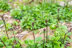 Many scrophularia lanceolata lance-leaf figwort wild plant in spring springtime with flower buds in Wintergreen ski resort forest woods, Virginia