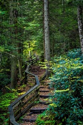 Wooden boardwalk steps stairs hiking trail to West Virginia Falls of Hills Creek waterfall in Monongahela national forest at Allegheny mountains