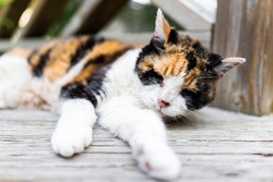Closeup of old sad senior calico cat lying down on wooden deck terrace patio in outdoor garden of house on floor with eyes closed