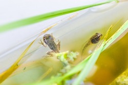 Closeup macro of two small Virginia treefrog tadpoles swimming in aquarium with feet on plastic container tank and plants leaves