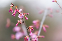 Macro closeup of pink soft cherry blossom sakura tree flowers in early spring with buds blooming opening in Takayama, Gifu Prefecture, Japan in Japanese garden shallow depth of field